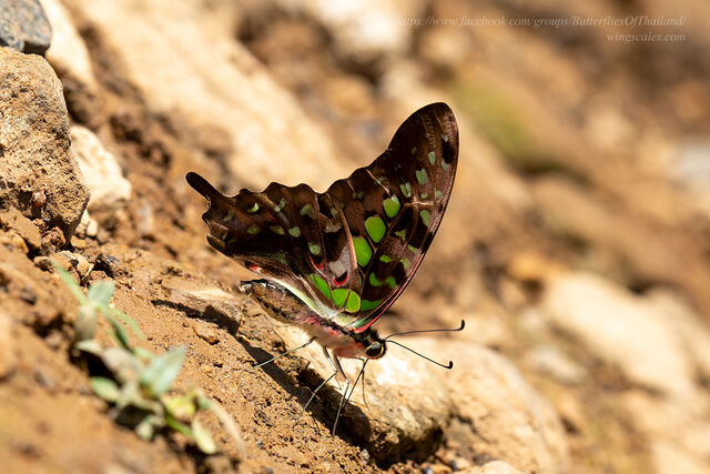 Graphium agamemnon agamemnon