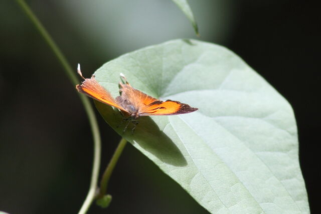 Thamala marciana ssp.