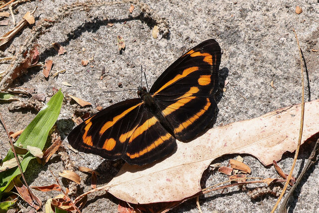 Neptis ananta learmondi