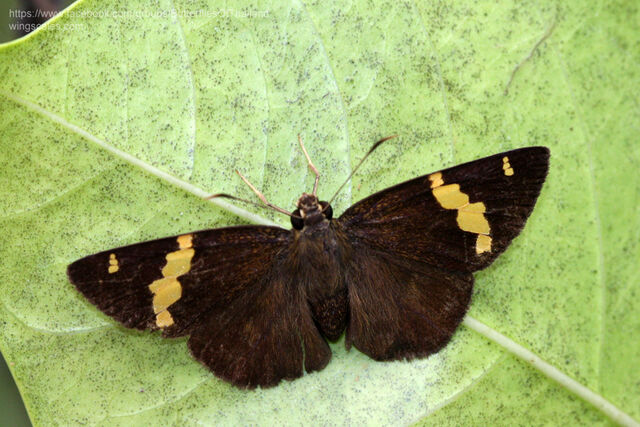 Celaenorrhinus inaequalis irene