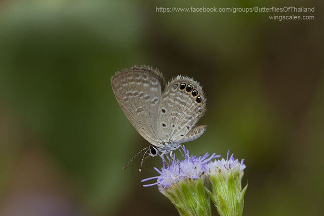 Freyeria putli putli