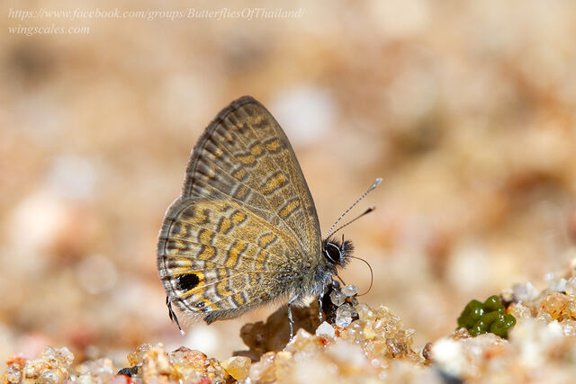 Prosotas nora ardates