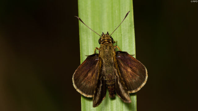 Halpemorpha albipectus