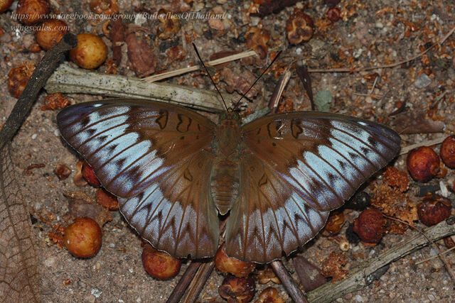 Euthalia kanda marana