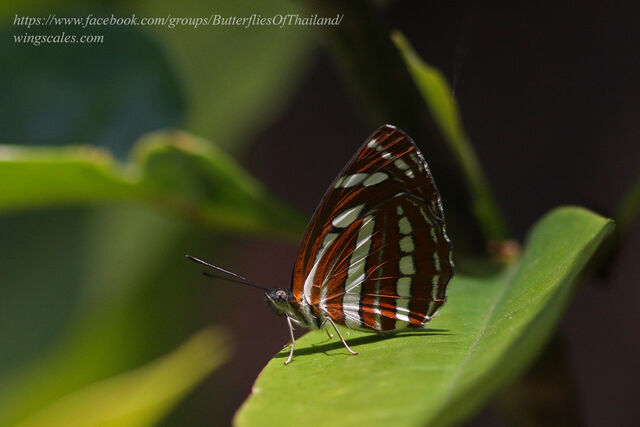 Neptis sappho astola