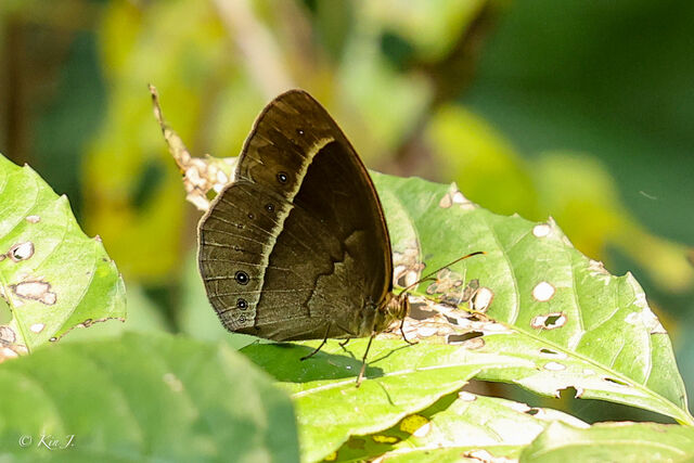 Mycalesis suaveolens duguidi