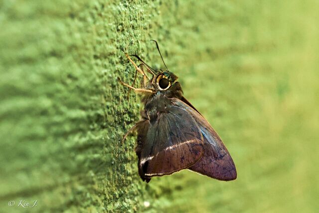 Hasora malayana malayana