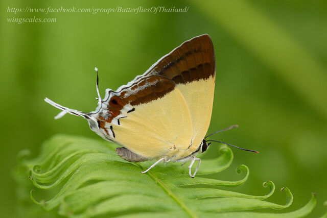 Charana mandarina mandarina