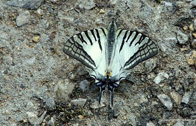Graphium mandarinus kimurai