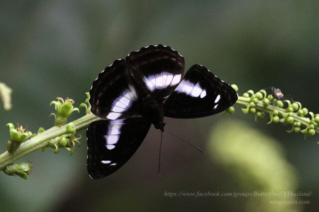 Athyma whitei whitei
