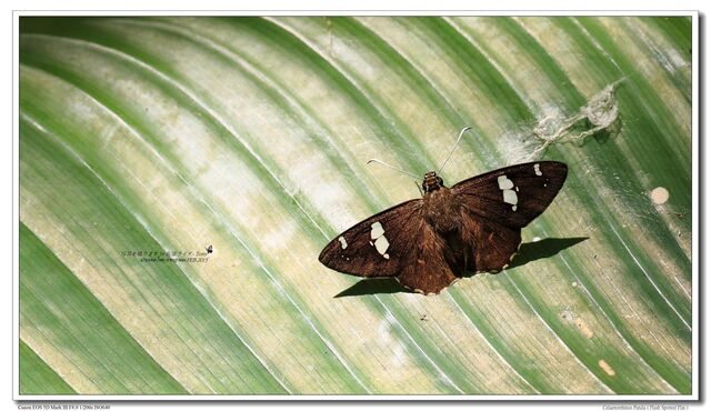 Celaenorrhinus putra sanda