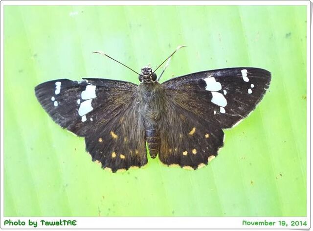 Celaenorrhinus patula