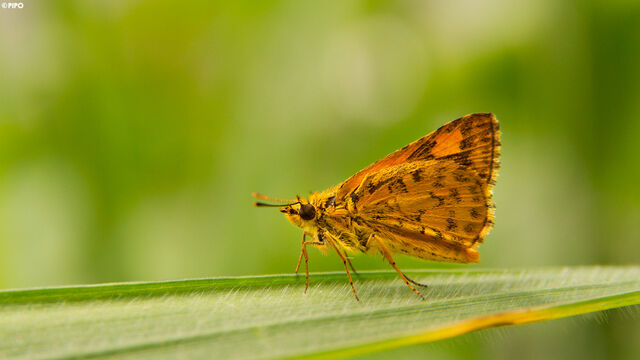 Ampittia dioscorides camertes