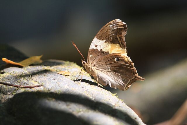 Neorina crishna archaica