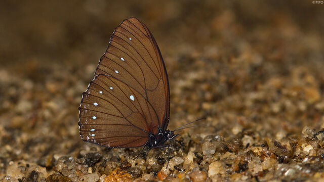 Elymnias patna patna