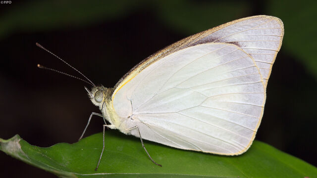 Appias albina darada