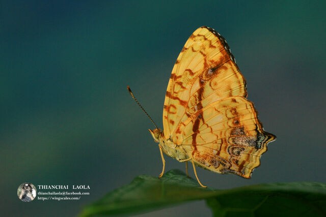 Symbrenthia lilaea lilaea