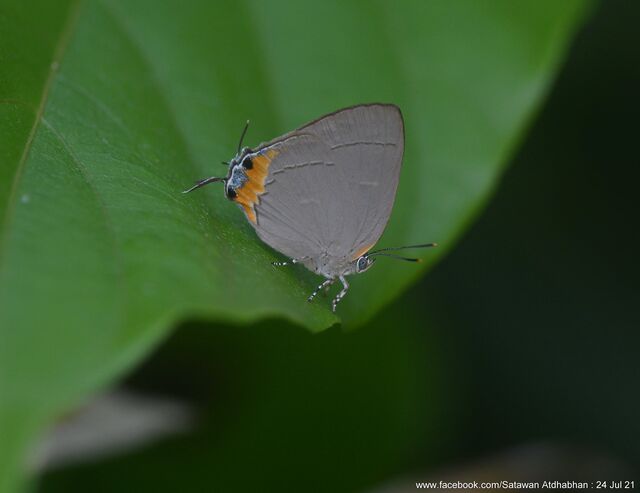 Tajuria ister tussis