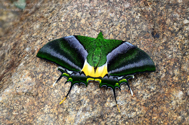 Teinopalpus imperialis imperatrix