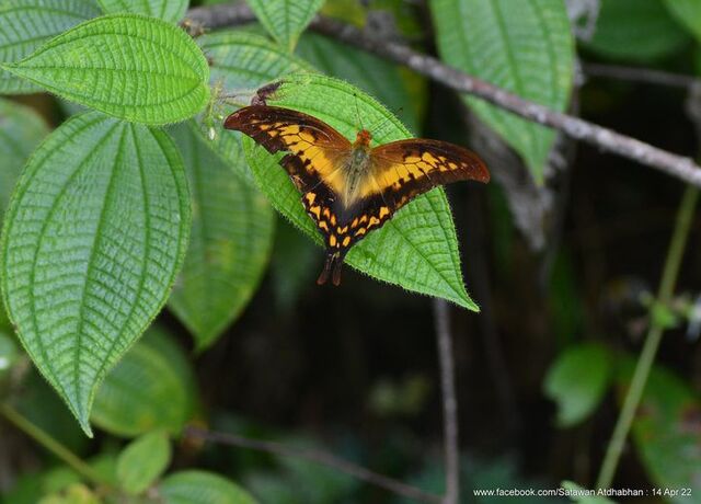 Meandrusa payeni ciminius