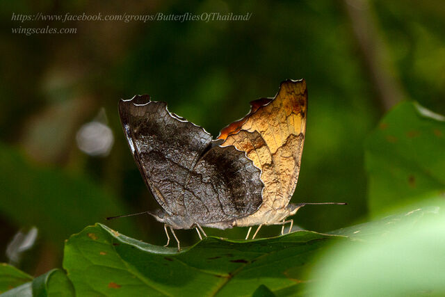 Laringa horsfieldi glaucescens