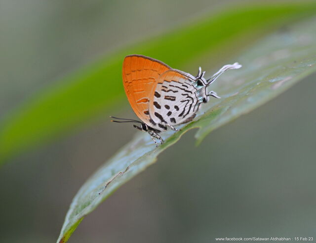 Drupadia theda thesmia
