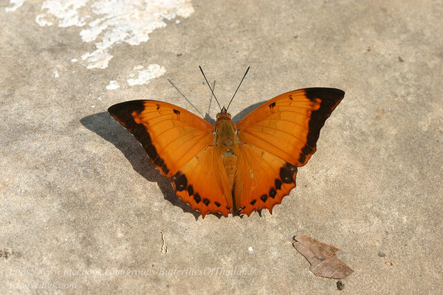 Charaxes aristogiton aristiogiton