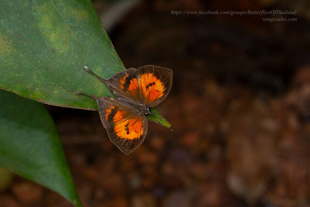Yasoda tripunctata tripunctata