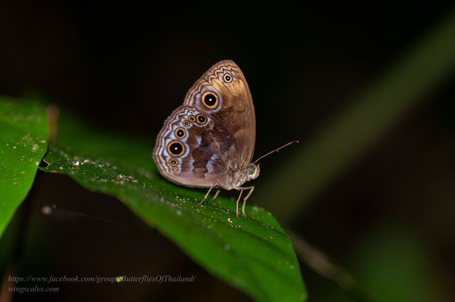 Mycalesis maianeas maianeas