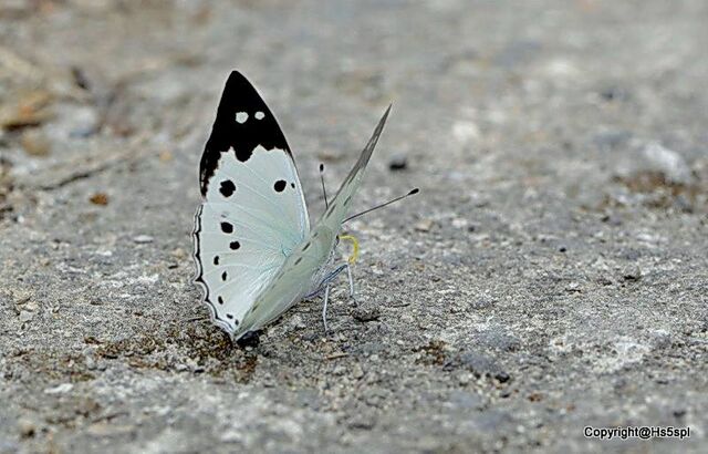 Helcyra hemina hemina