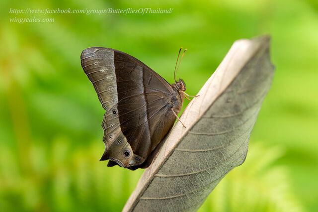 Lethe vindhya vindhya