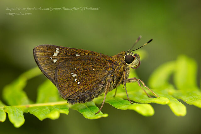 Pelopidas assamensis