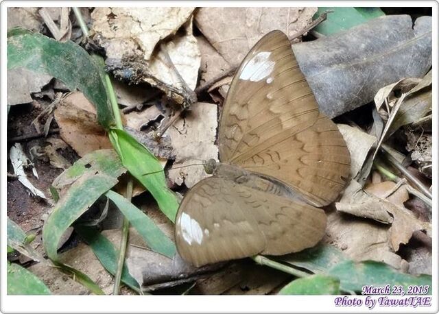 Tanaecia julii odilina