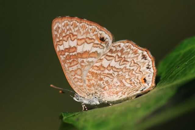 Poritia hewitsoni tavoyana