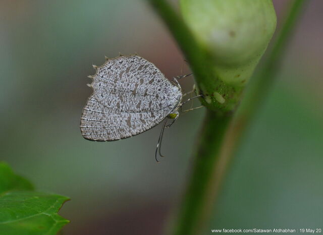 Allotinus horsfieldi permagnus