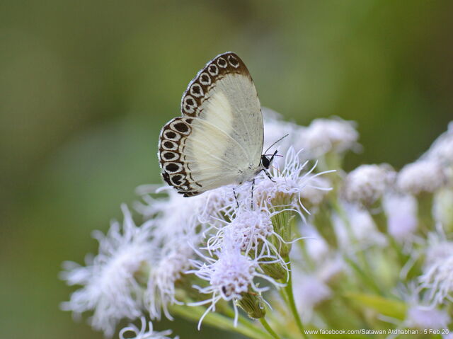 Lycaenopsis haraldus haraldus