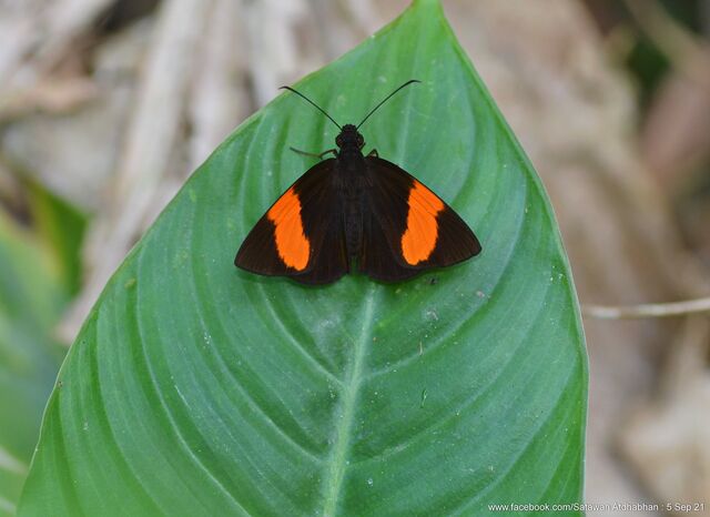 Koruthaialos sindu sindu