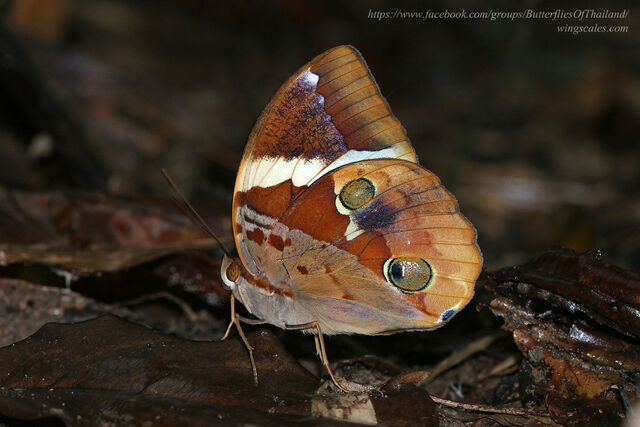 Thauria aliris intermedia