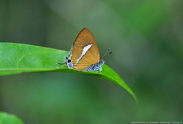 Horaga syrinx maenala