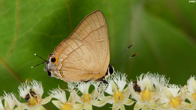 Rapala dieneces dieneces