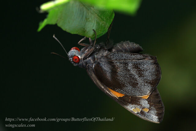 Gangara thyrsis thyrsis