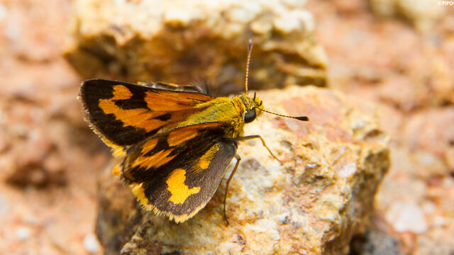 Taractrocera archias quinta