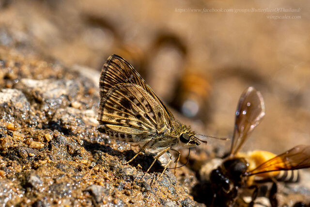 Halpemorpha albipectus