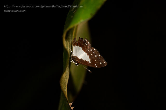 Stiboges nymphidia nymphidia