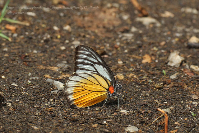 Prioneris philonome clemanthe