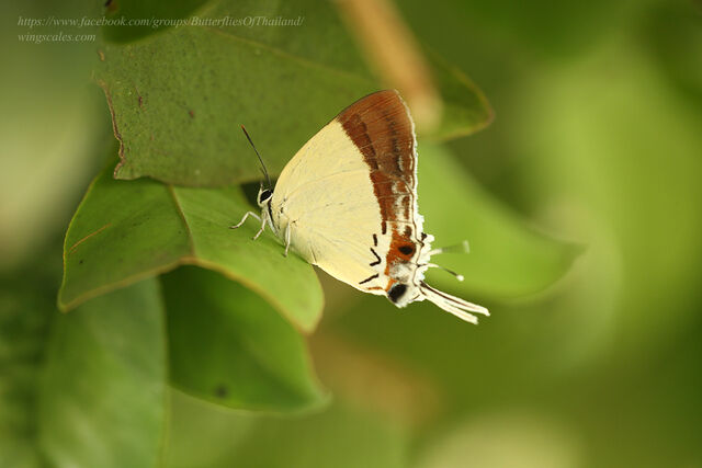 Charana mandarina mandarina