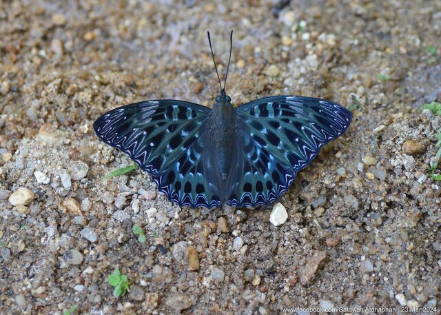 Dichorragia nesimachus machates