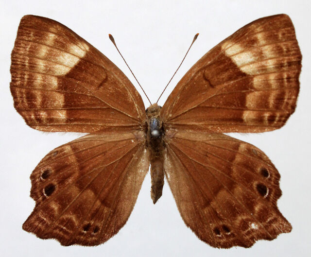 Abisara bifasciata angulata