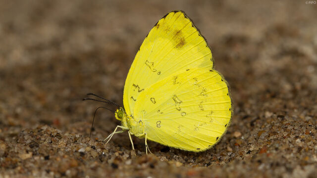 Eurema simulatrix sarinoides