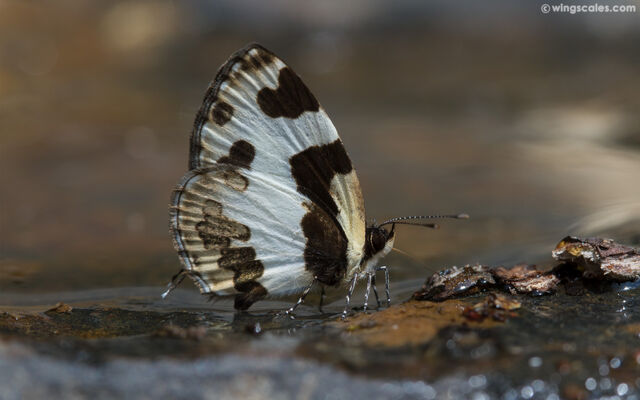 Caleta elna noliteia